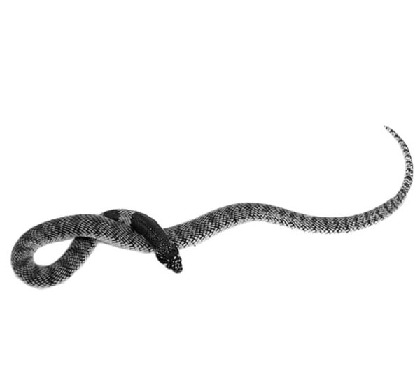 Nimibian Coral Cobra For Sale