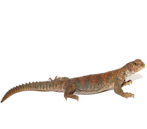 Ocellated Uromastyx for Sale