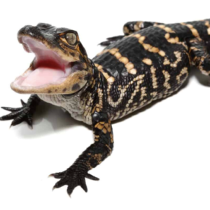 American Alligator For Sale