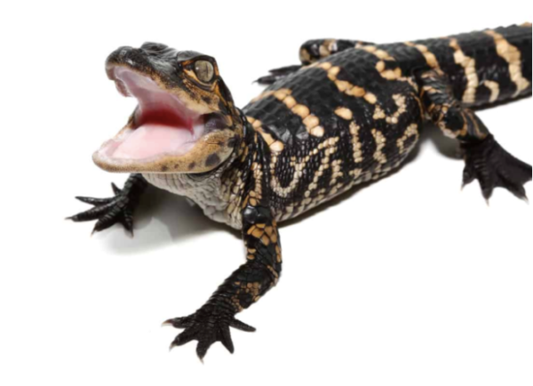 American Alligator For Sale
