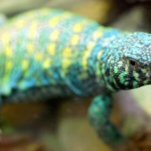 Ornate Uromastyx for Sale