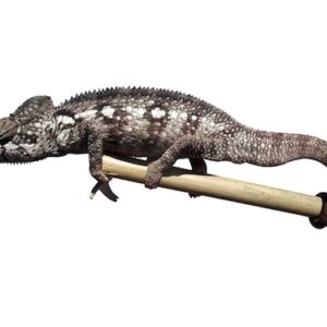 Desert Side Striped Chameleon for Sale