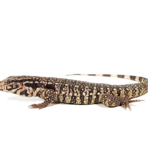 Paraguayan Red Tegu For Sale