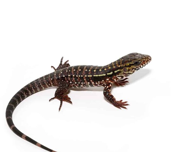 Pink Panther Tegu For Sale