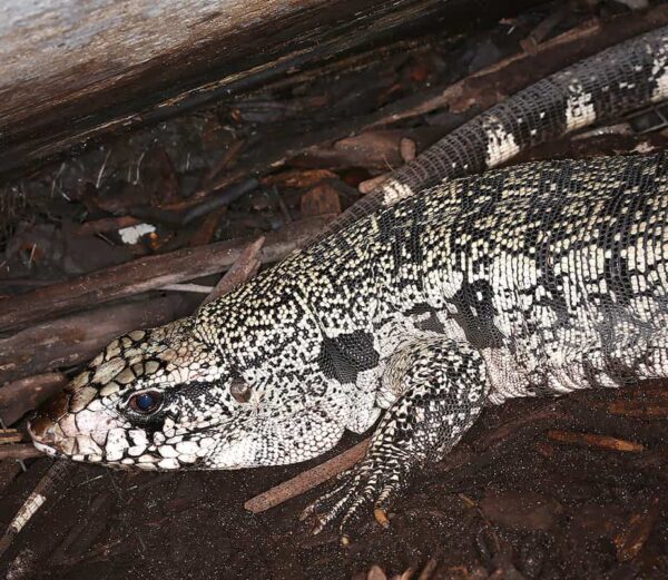 Purple Tegu For Sale