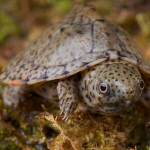 Razor Backed Musk Turtle for Sale
