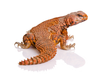 Red Uromastyx for Sale