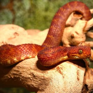 Red Squamigera Bush Viper For Sale