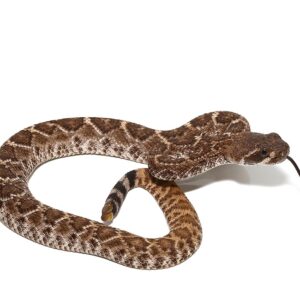Red Western Diamondback Rattlesnake For Sale