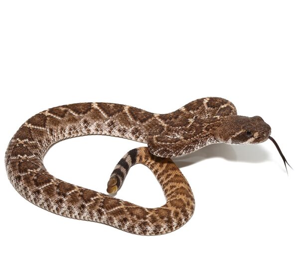 Red Western Diamondback Rattlesnake For Sale