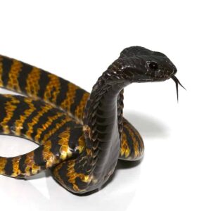 Rinkhals Spitting Cobra For Sale
