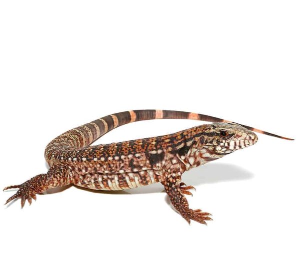 Silver Panther Tegu For Sale