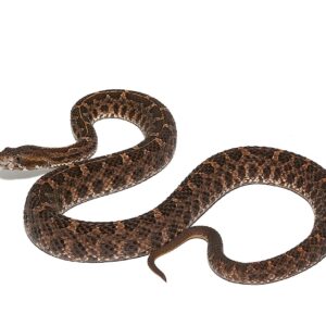 Slender Hognose Pit Viper For Sale