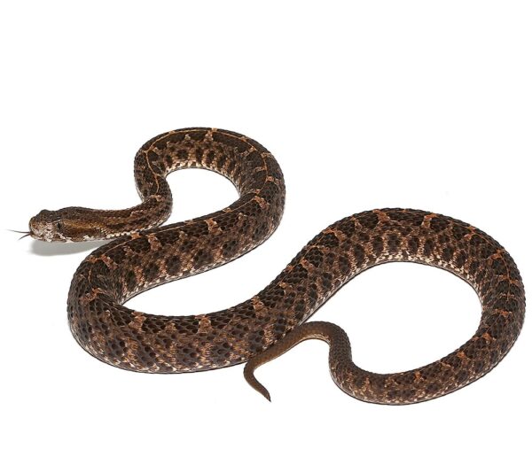 Slender Hognose Pit Viper For Sale