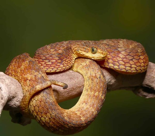Squamigera Bush Viper For Sale