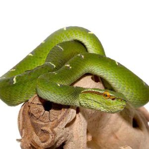 Sulawesi Wagler Viper For Sale