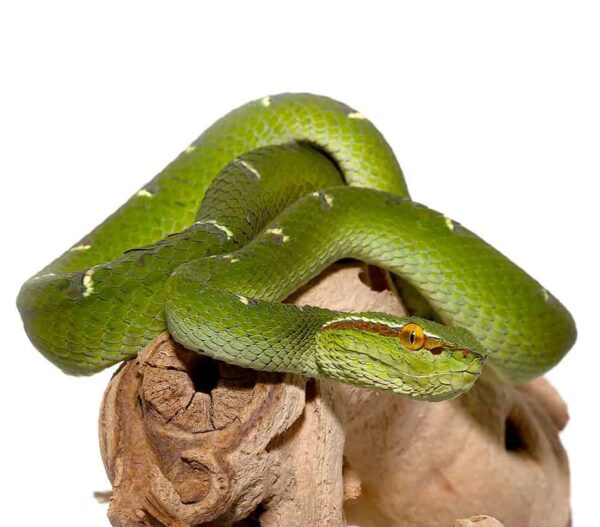 Sulawesi Wagler Viper For Sale