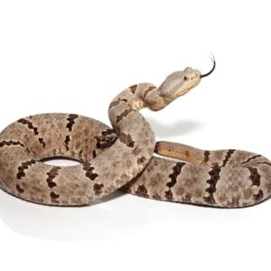 Tamilaupin Rock Rattlesnake For Sale
