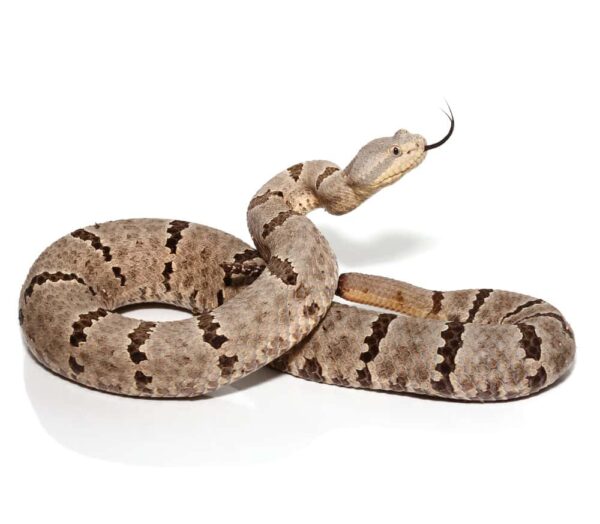 Tamilaupin Rock Rattlesnake For Sale