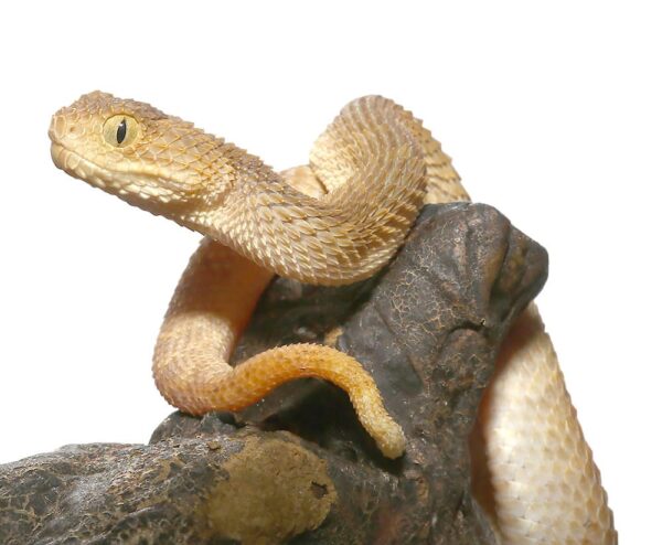 Tan Squamigera Bush Viper For Sale