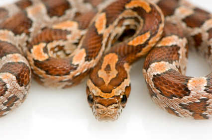 Ultra Corn Snake for Sale