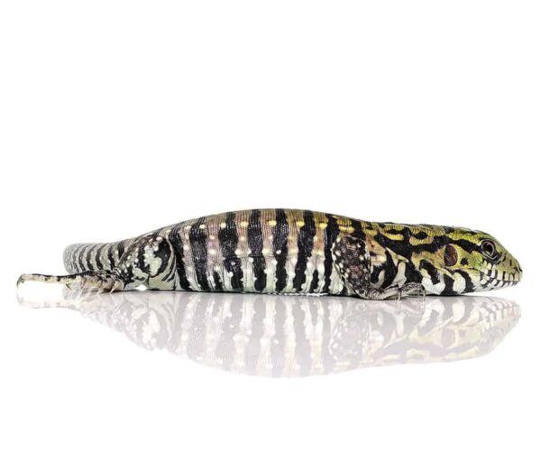Ultra Purple Tegu For Sale