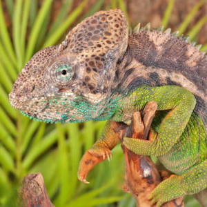 Verrucosus Chameleon for Sale