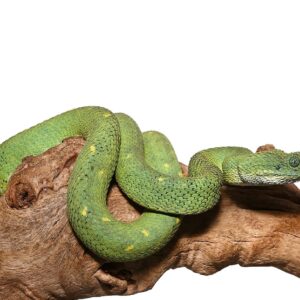 West African Bush Viper For sale