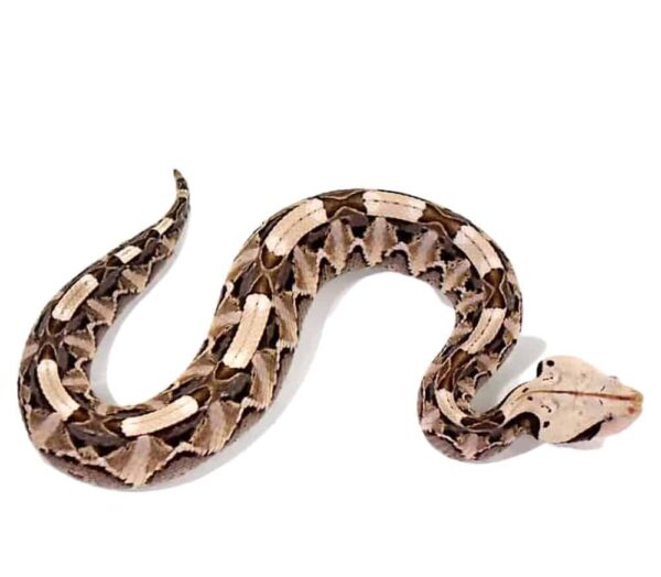 West African Gaboon Viper For Sale
