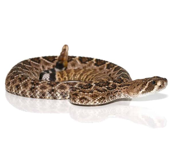 Western Diamondback Rattlesnake For sale