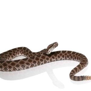 Western Massasauga Rattlesnake For Sale