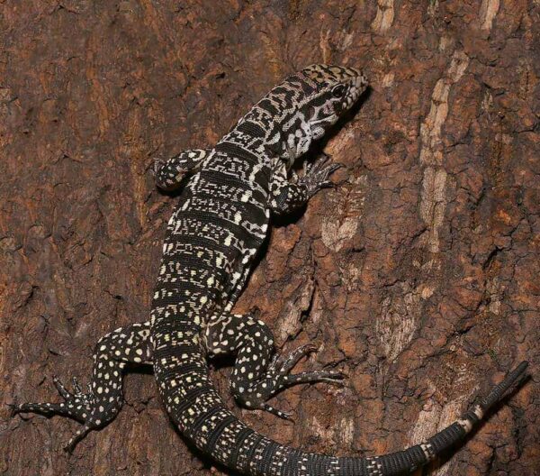 Yearling Argentine Black And White Tegu For Sale