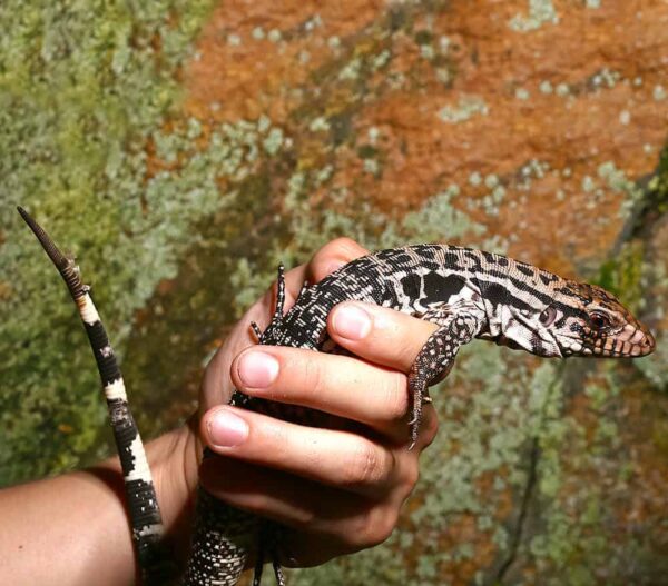 Yearling Merica Tegu For Sale