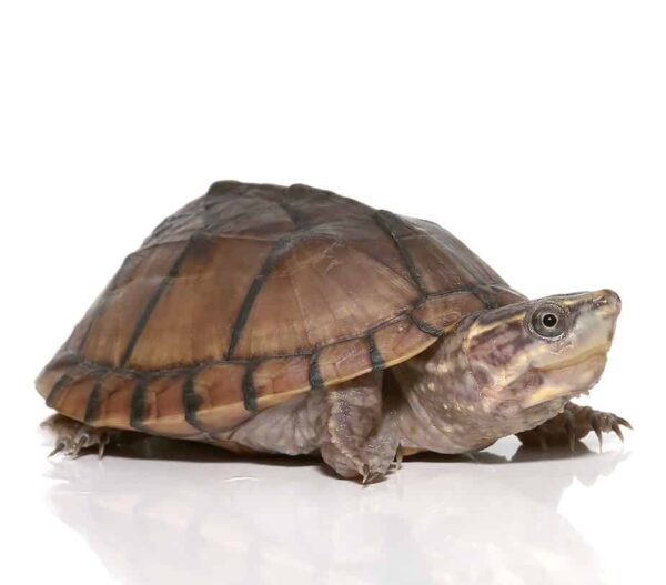 Yearling Pastel Musk Turtle For Sale