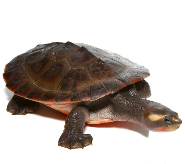 Yearling Pinkbelly Sideneck Turtle for Sale