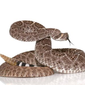 Yearling Western Diamondback Rattlesnake For Sale
