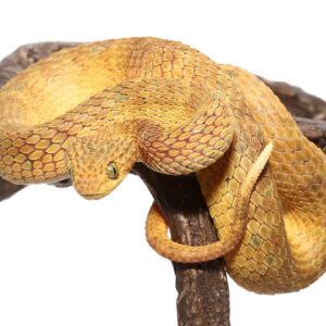 Yellow Squamigera Bush Viper For Sale