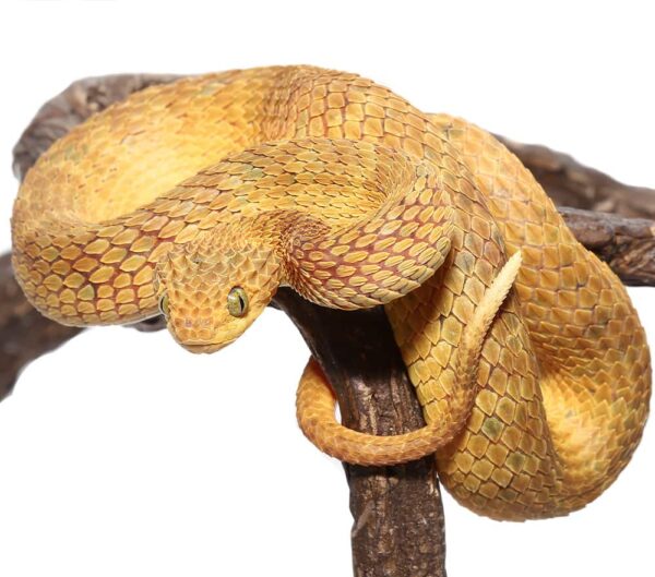 Yellow Squamigera Bush Viper For Sale