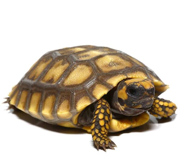Amazon Basin Giant Yellow Foot Tortoise For Sale