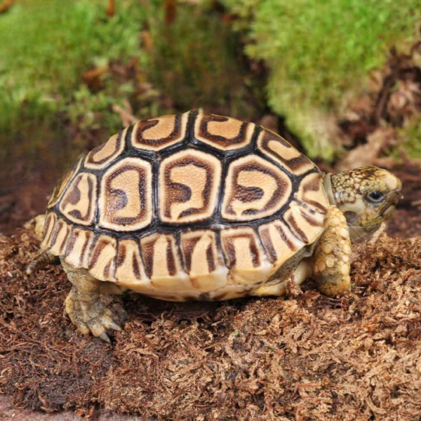 Baby Leopard Tortoise For Sale