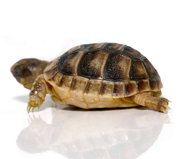 Baby Marginated Tortoise For Sale