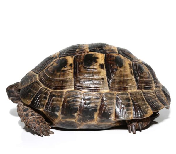 Ibera Greek Tortoise For Sale