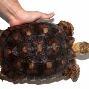 Juvenile Sulcata Tortoise For Sale