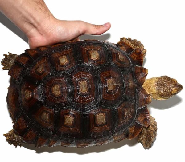 Juvenile Sulcata Tortoise For Sale