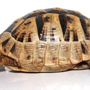 Large Greek Tortoise For Sale
