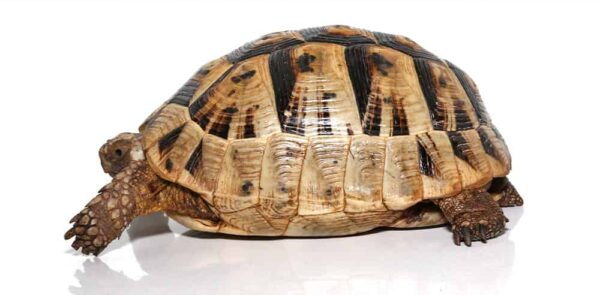 Large Greek Tortoise For Sale