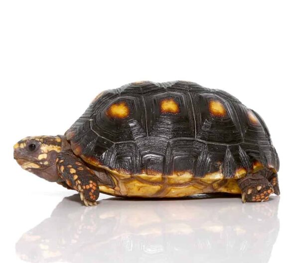Yearling Redfoot Tortoise For Sale