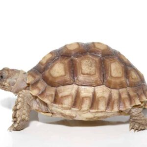 Yearling Sulcata Tortoise For Sale