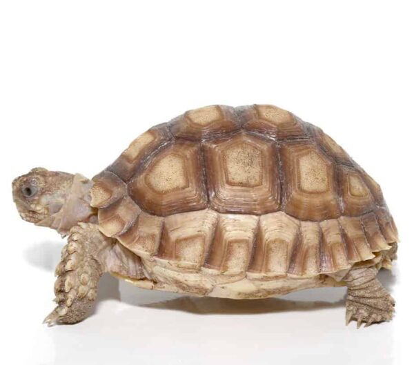Yearling Sulcata Tortoise For Sale