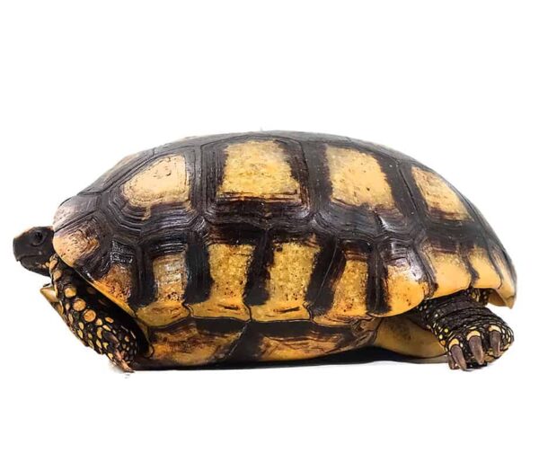 Yellowfoot Tortoise For Sale